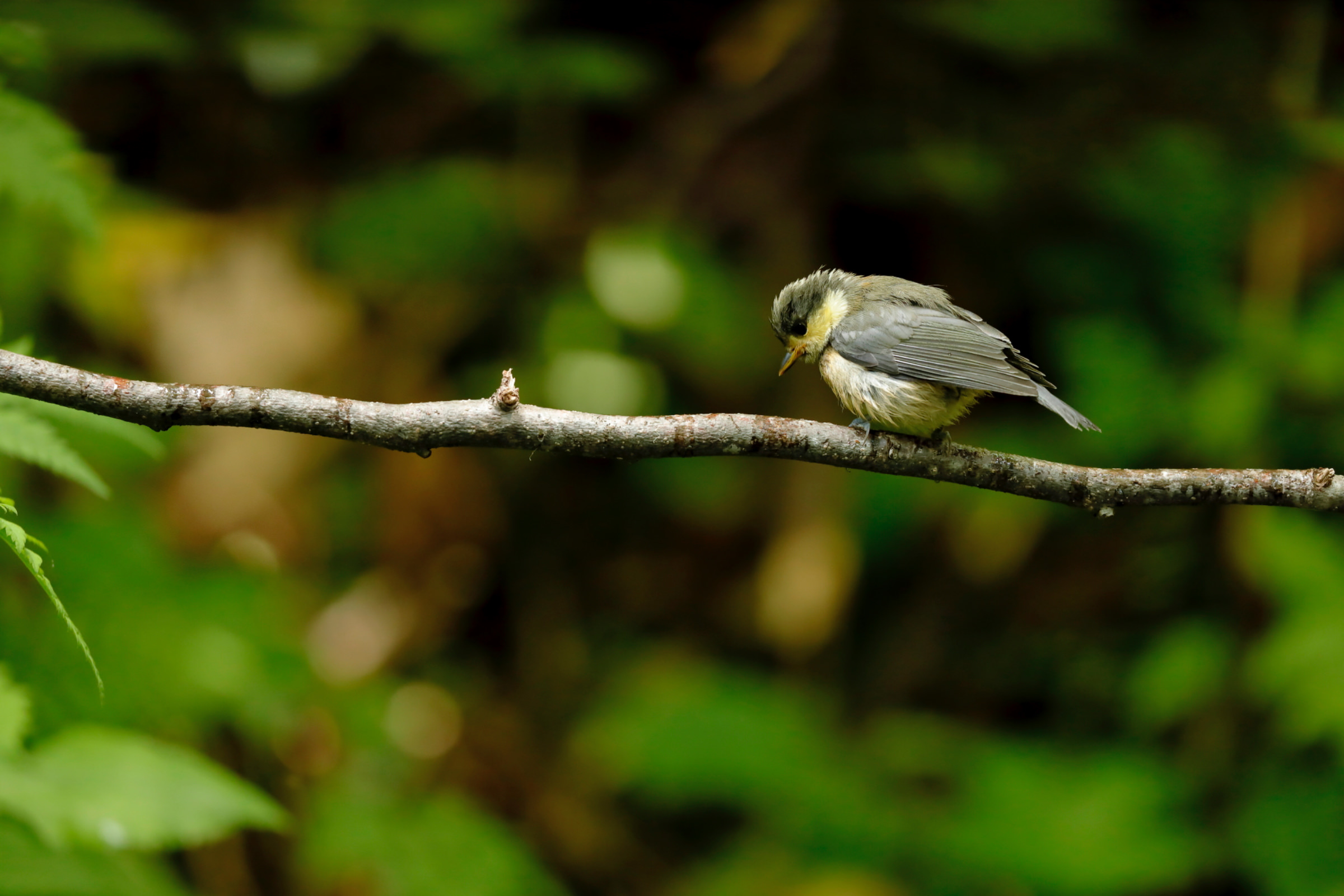 ヤマガラ オレンジ色のお腹 野鳥写真図鑑 キヤノンバードブランチプロジェクト