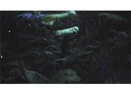 ヤエヤマヒメボタルが森の中を飛ぶ様子<br>（動画イメージ）
