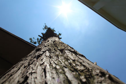 「下からみた木」<br />東京都北区　小学6年生の作品
