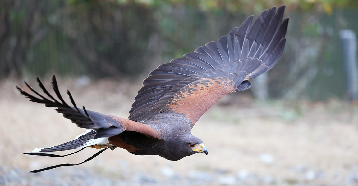 鳥の目」までとらえるオートフォーカス品質を求めて | 品質への