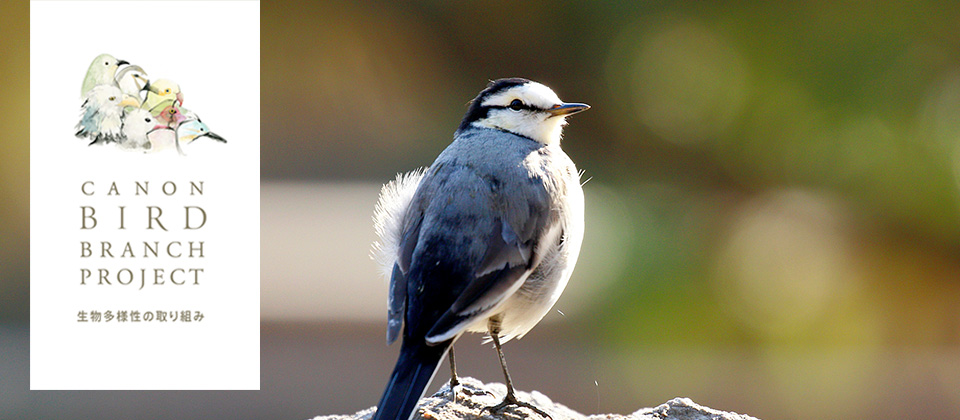 バードブランチプロジェクト
