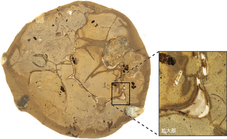 次世代3Dイメージング技術を用いて得られる試料断面画像