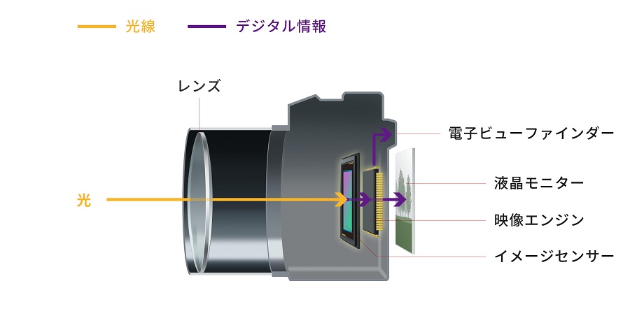 ミラーレスカメラ内部の断面図