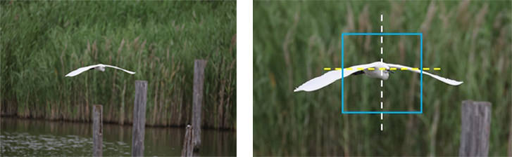 野鳥撮影やスポーツ撮影でのAF機能イメージ画像です。