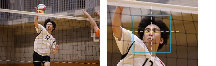 野鳥撮影やスポーツ撮影でのAF機能イメージ画像です。