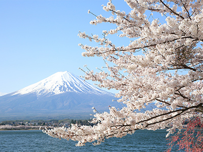 ソメイヨシノと富士山