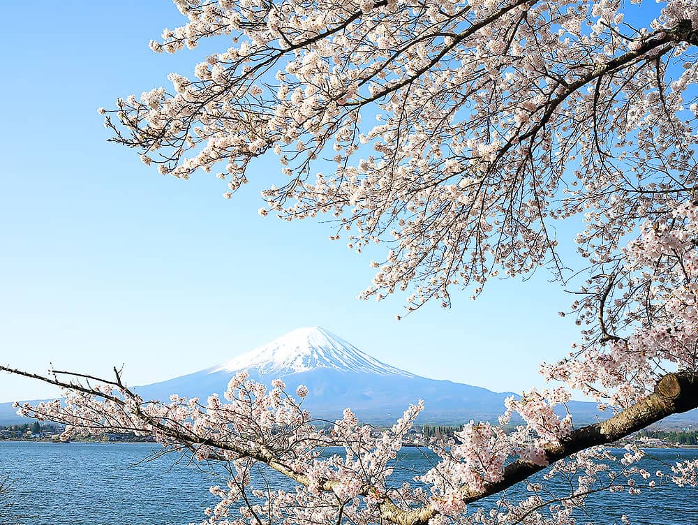 桜の風景