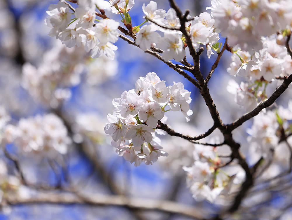桜の風景
