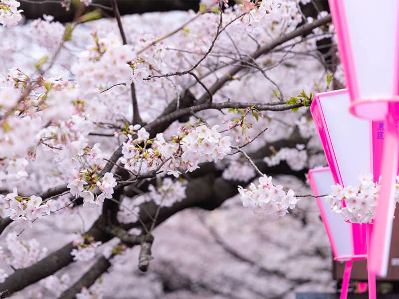 花見の名所として有名な、東京 目黒川でさくソメイヨシノ