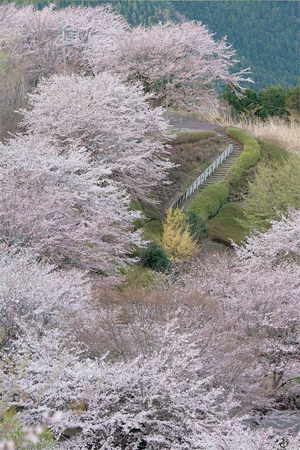 いっせいにさくソメイヨシノ　群馬　桜山公園