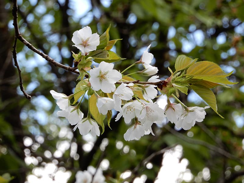 オオシマザクラ - 日本固有種。ソメイヨシノの元にもなった「接ぎ木」にもよく使われる桜です　画像提供（がぞうていきょう）：公益財団法人（こうえきざいだんほうじん）日本花の会