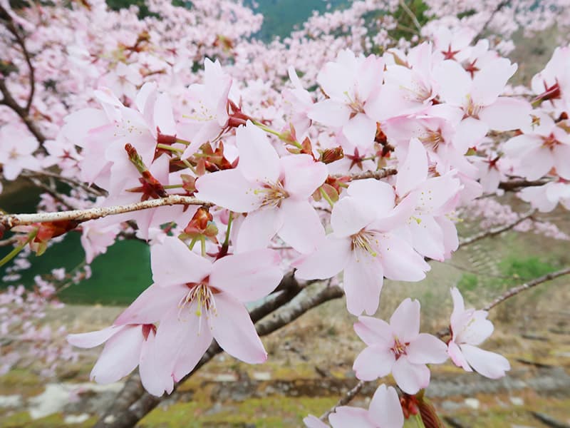 クマノザクラ - 日本固有種。2018年に発見されました　画像提供：日本クマノザクラの会
