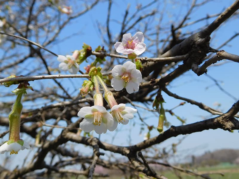 チョウジザクラ- 日本固有種　画像提供：公益財団法人日本花の会