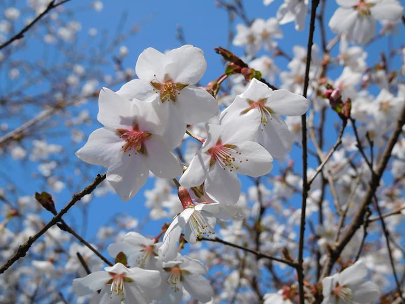マメザクラ- 日本固有種　画像提供：公益財団法人日本花の会