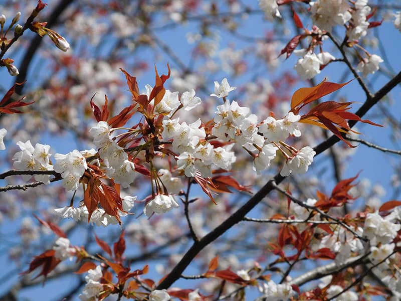 ヤマザクラ- 日本固有種　よく山で見られる身近な桜です　画像提供：公益財団法人日本花の会