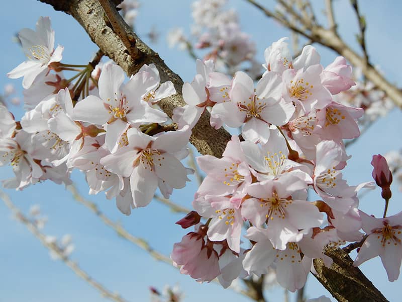 エドヒガン（＝漢字では「江戸彼岸」と書きます）　画像提供：公益財団法人日本花の会