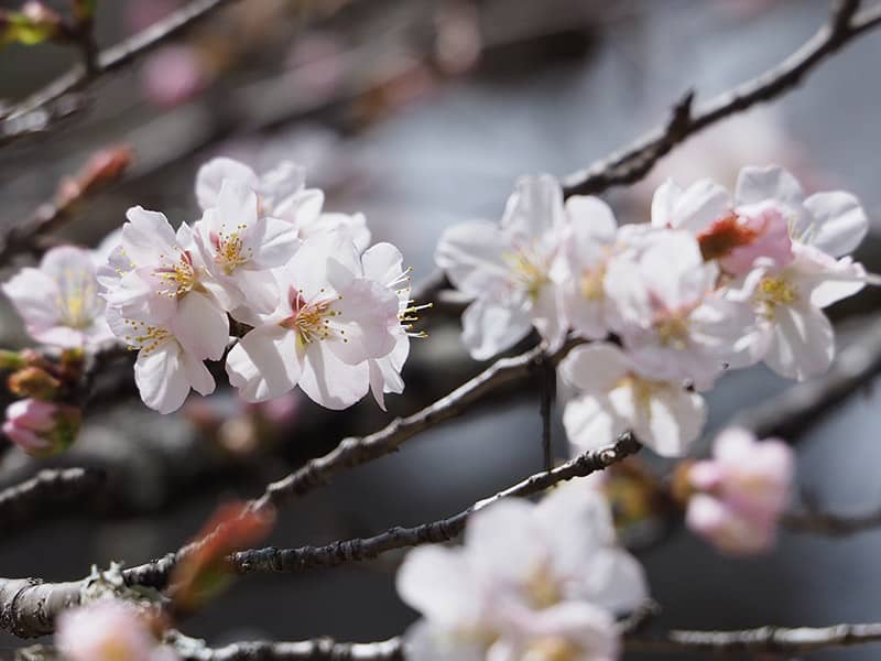 オオヤマザクラ　（＝漢字では「大山桜」と書きます）画像提供：日光植物園