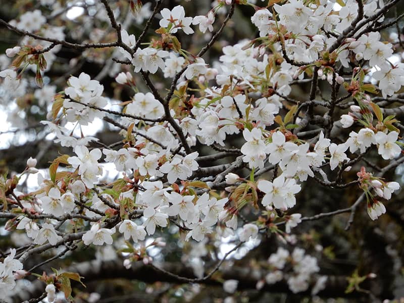 カスミザクラ　画像提供：公益財団法人日本花の会