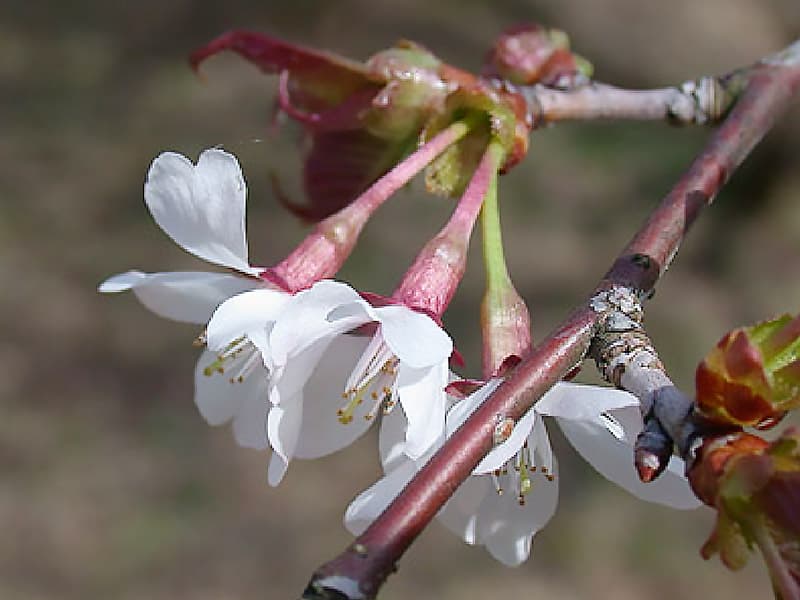 タカネザクラ（＝漢字では「高嶺桜」と書きます）　画像提供：日光植物園
