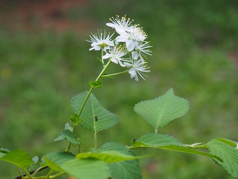 ミヤマザクラ　画像提供：公益財団法人日本花の会