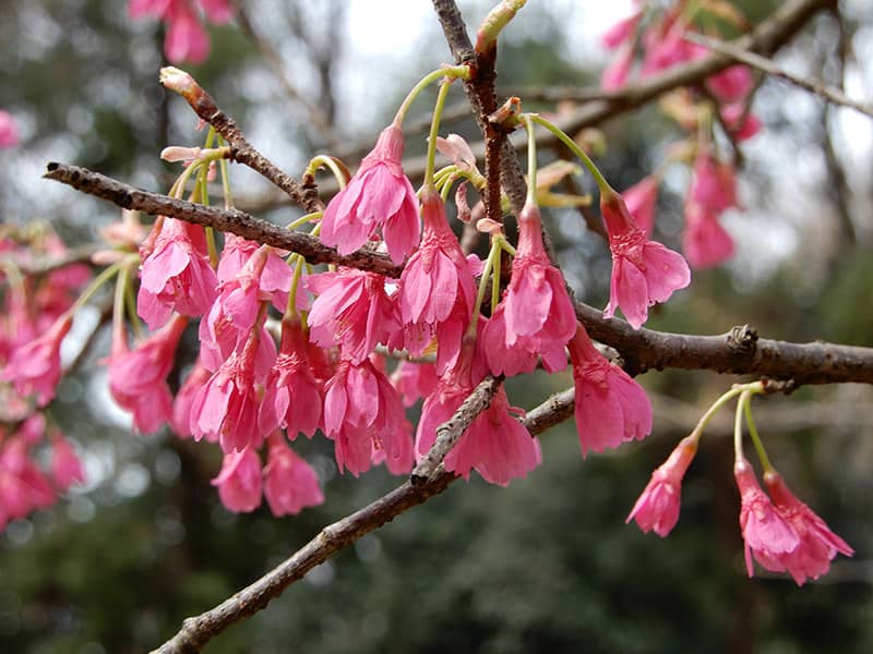 カンヒザクラ– 人が日本に持ちこんで野生化したかもしれない種です　画像提供：公益財団法人日本花の会