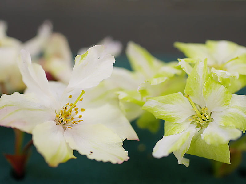 重イオンビームを照らし、とつぜんへんいをおこさせてつくられた「仁科蔵王（にしなざおう）」　画像提供：理化学研究所