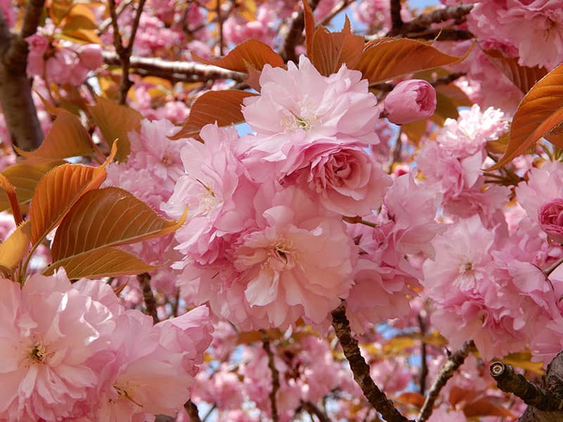 カンザン　画像提供：公益財団法人日本花の会