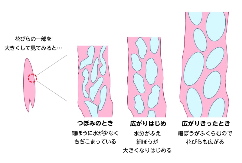 開花のときに花びらの細ぼうにおきる変化