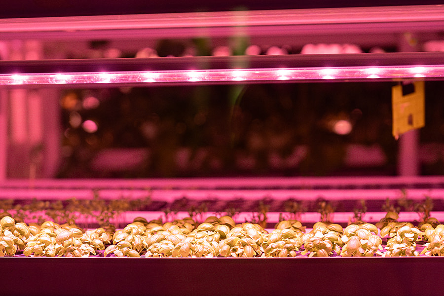 LED照明を使った野菜工場