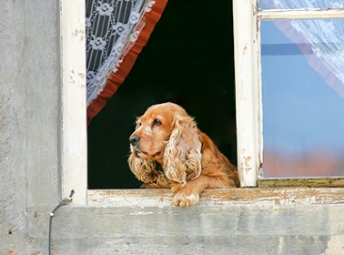犬にはまわりがどうみえているの？