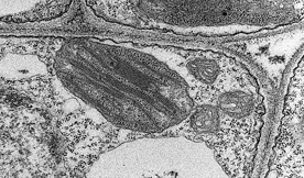 電子顕微鏡で撮影されたニンジンの葉