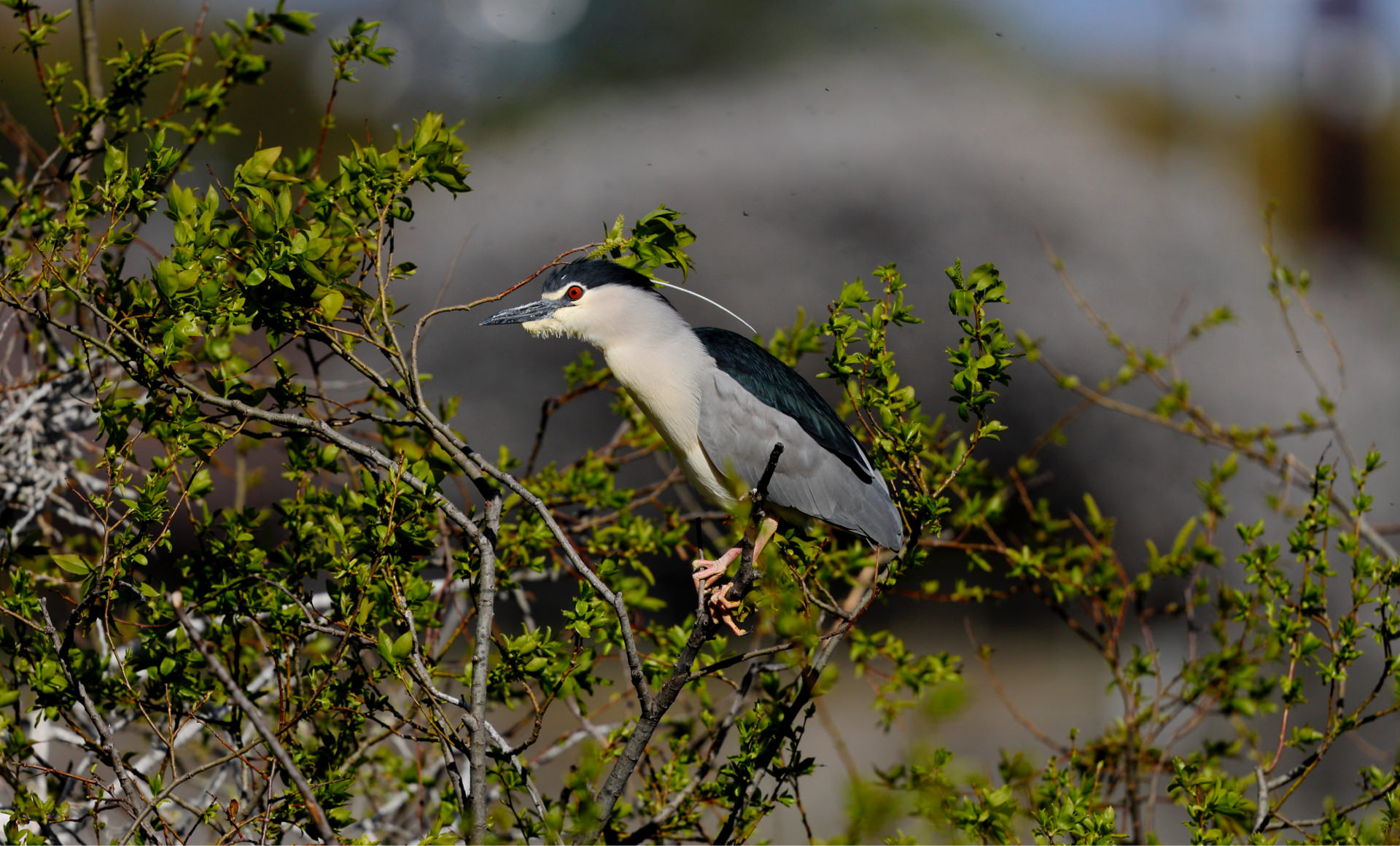 ゴイサギの写真