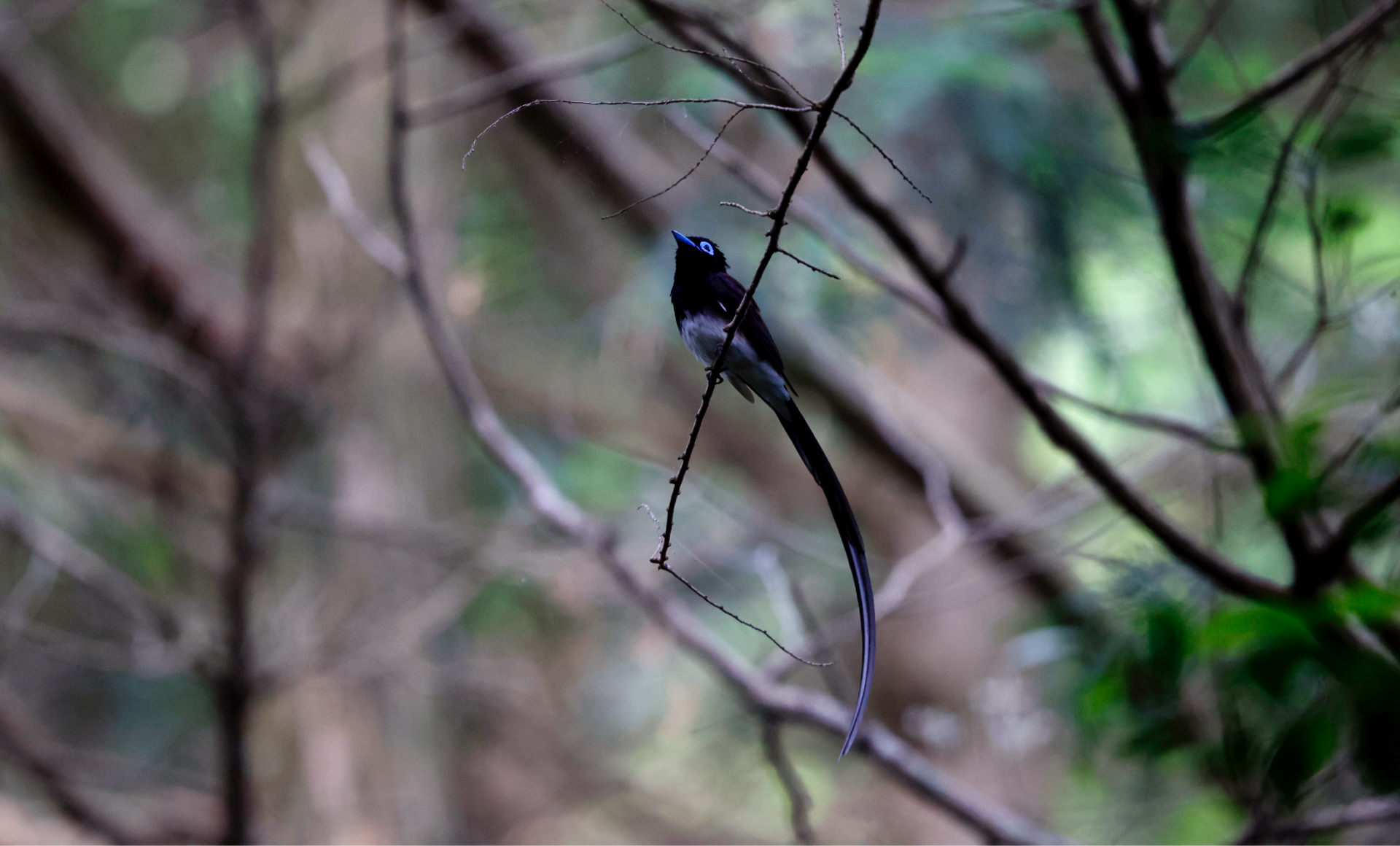 サンコウチョウの写真