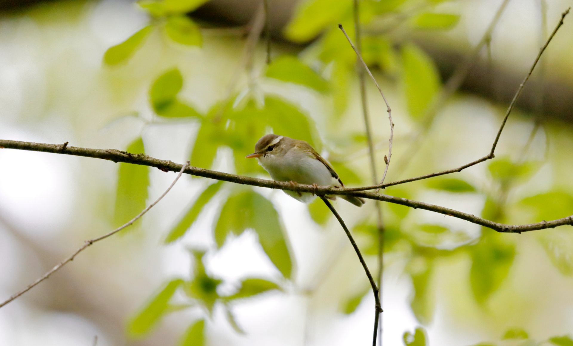センダイムシクイの写真